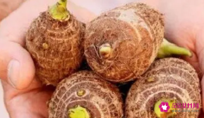 芋头对肺结节的功效与作用