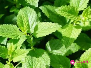 薄荷的功效与作用图片