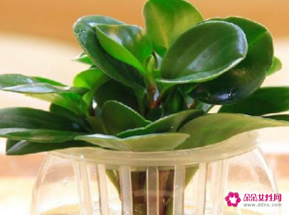 适合摆放在办公室的吉祥植物有哪些