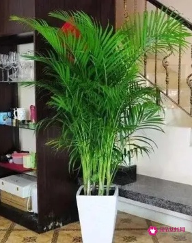 适合摆放在办公室的吉祥植物有哪些