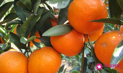 柑橘的热量是多少