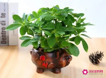 适合摆放在办公室的吉祥植物有哪些