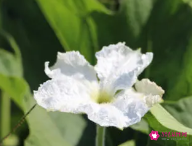 冬瓜花的功效与作用