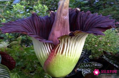 全球最漂亮罕见的花有哪些