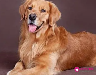 金毛狗狗起名字招财的