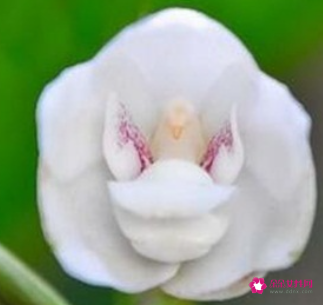 代表高贵与神秘的花