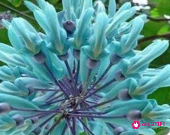 代表高贵与神秘的花