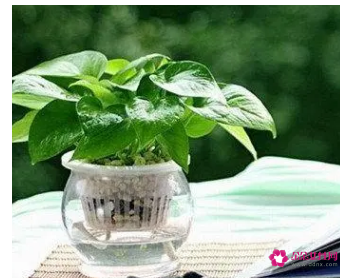 增进夫妻感情的植物