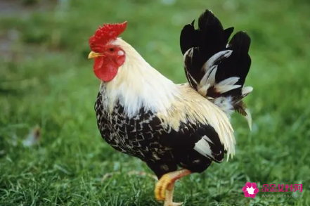 属鸡的吉祥物是什么植物