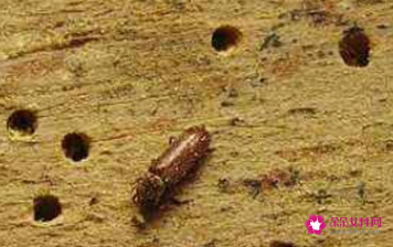 家具蠹虫怎么彻底防治