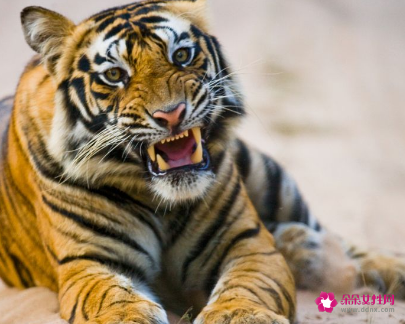 属虎的人婚配属相