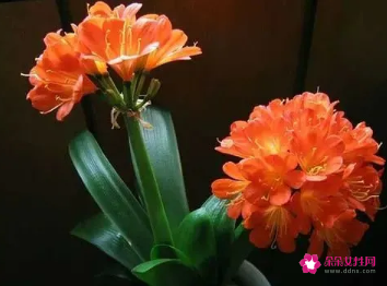 适合摆放在办公室的吉祥植物有哪些