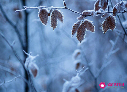 霜降出生的人命运怎么样
