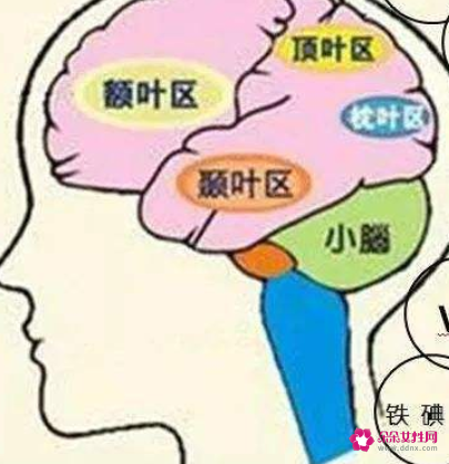 营养充足提高大脑的运转