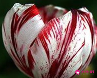 代表高贵与神秘的花