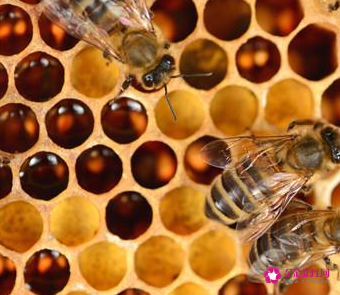 蜂窝泡酒的作用与功效