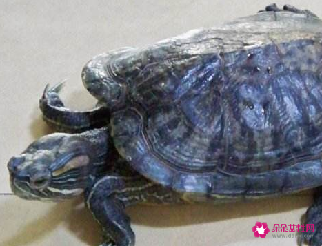 梦见乌龟代表什么寓意