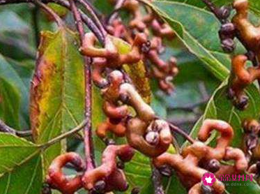 什么季节吃拐枣最香甜