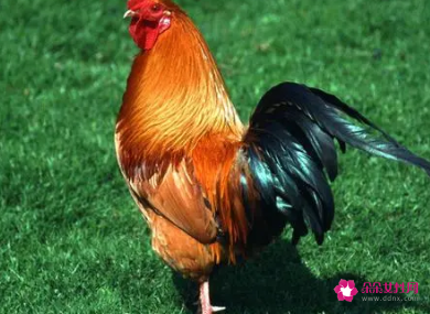 属鸡的吉祥物是什么植物