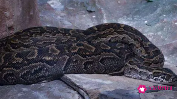 已婚女人梦见大蟒蛇咬自己