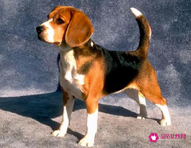 动物进门所带来的风水