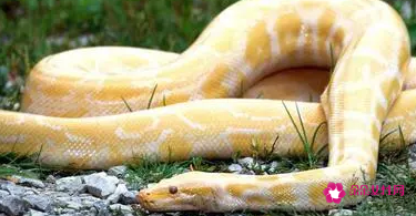 已婚女人梦见大蟒蛇咬自己