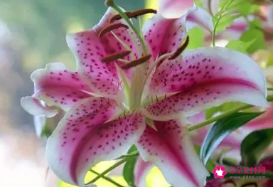 有助夫妻感情和睦的花