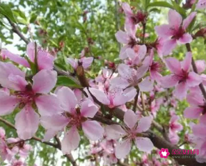 命带桃花煞的女人不会幸福吗