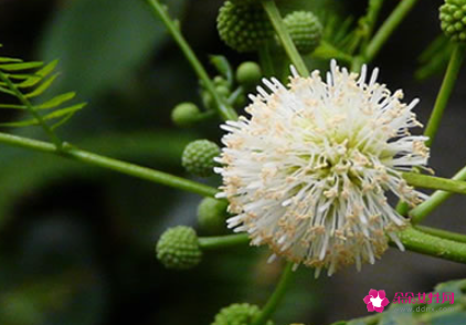 银合欢的养殖方法