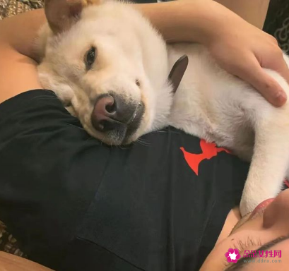 吴磊抱狗姿势冲上热搜