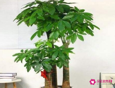 适合摆放在办公室的吉祥植物有哪些