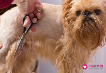 教你快速清理狗毛的小诀窍