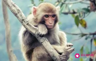 很会穿衣打扮的生肖女