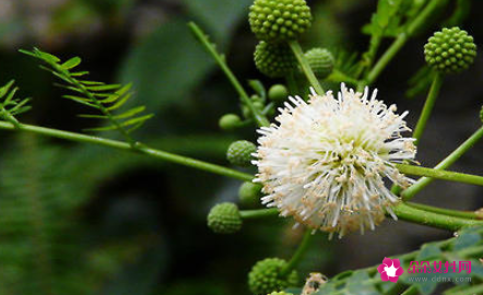 银合欢的养殖方法