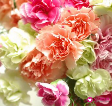 送母亲康乃馨多少朵合适