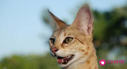 猫呕吐是什么原因