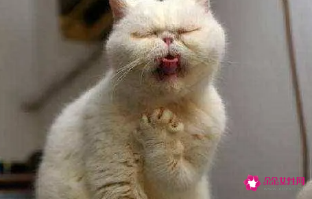 猫呕吐是什么原因