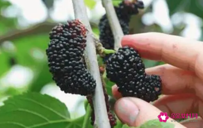 坐月子吃桑葚好吗