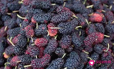 坐月子吃桑葚好吗