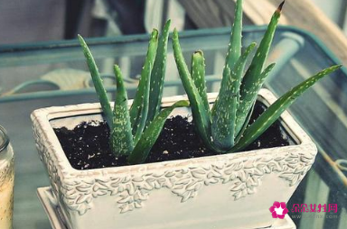 室内养什么植物风水好呢