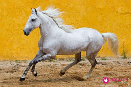 梦见马受伤会怎么样