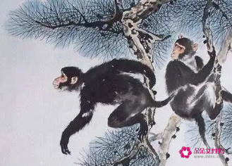 属猴为什么喜欢出轨