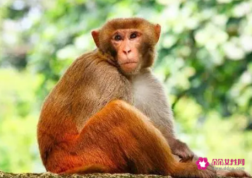 属猴为什么喜欢出轨