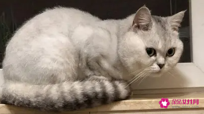 猫呕吐是什么原因