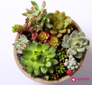 室内养什么植物风水好呢