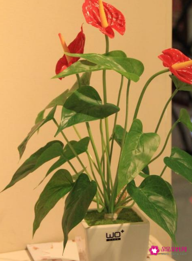 室内养什么植物风水好呢