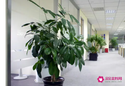 如何正确摆放办公室风水植物