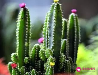 天天对着电脑怎么防辐射