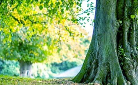 梦见爬登大树有什么征兆