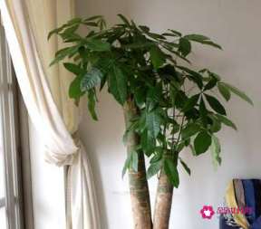 室内养什么植物风水好呢